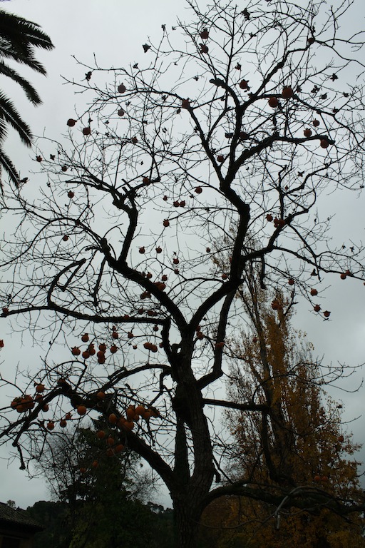 mg_4253