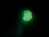 solar-eclipse-10-21am