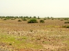 Desert